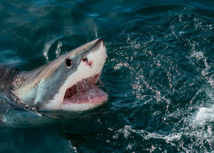 Tragedia en Bahamas: un tiburón devoró a una mujer que buceaba con su familia