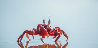 ¡Del caparazón! Preparan baterías sostenibles hechas de cangrejo