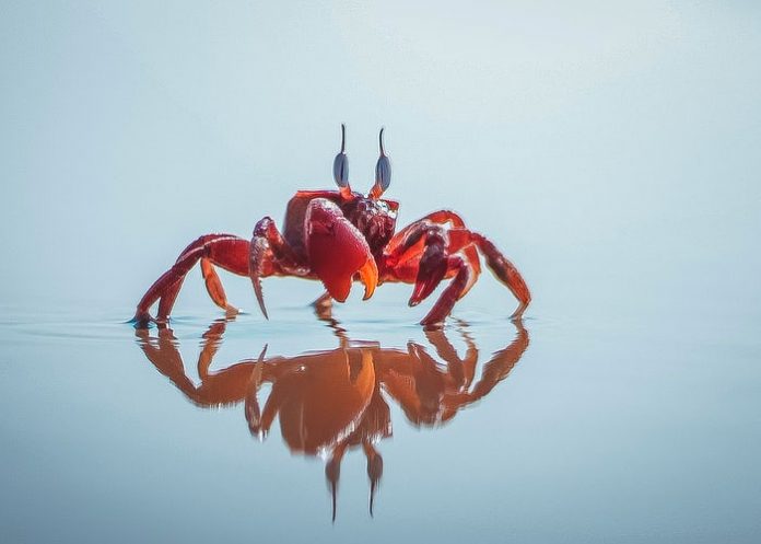 ¡Del caparazón! Preparan baterías sostenibles hechas de cangrejo