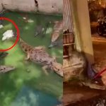 Operativo policial descubre una casa llena de caimanes, 19 en total