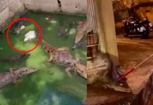 Operativo policial descubre una casa llena de caimanes (Video) Operativo policial descubre una casa llena de caimanes, 19 en total