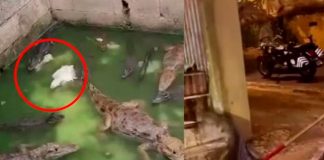 Operativo policial descubre una casa llena de caimanes, 19 en total