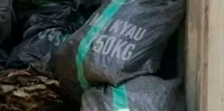 ¡Cochinos! 7 mil "genitales" de burro iban de contrabando en Nigeria