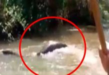 Peruanos graban tremenda anaconda luego de matar a su presa Peruanos graban tremenda anaconda luego de matar a su presa