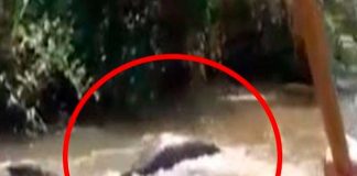 Peruanos graban tremenda anaconda luego de matar a su presa