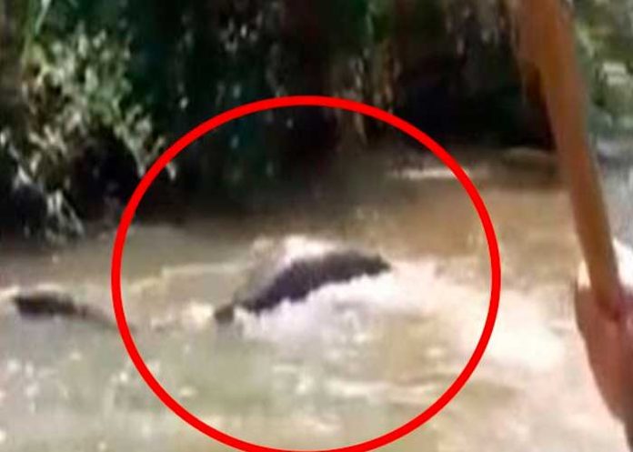 Peruanos graban tremenda anaconda luego de matar a su presa