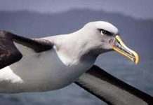 ¡Increíble! Esta especie de pájaros prefiere dejar a su pareja antes que pelear