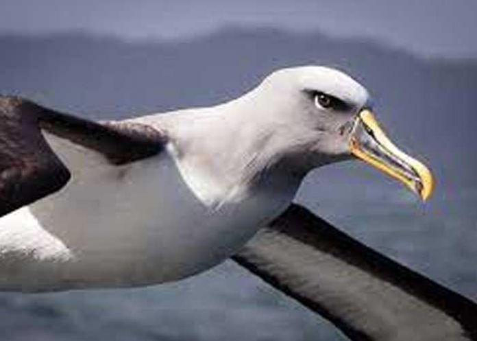 1 ¡Increíble! Esta especie de pájaros prefiere dejar a su pareja antes que pelear