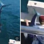 ¡VIDEO! ‘Para devorarlos’, tiburón salta directo a barco pesquero ¡VIDEO! Para devorarlos, tiburón salta directo a barco pesquero