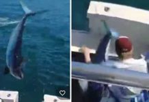 ¡VIDEO! ‘Para devorarlos’, tiburón salta directo a barco pesquero ¡VIDEO! Para devorarlos, tiburón salta directo a barco pesquero