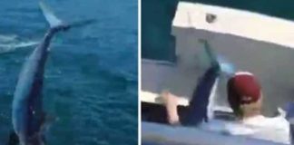 ¡VIDEO! Para devorarlos, tiburón salta directo a barco pesquero