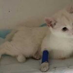 ¡Insólito! Hombre 'casi mata' a una gata luego de violarla en Chile