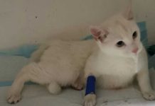 ¡Insólito! Hombre ‘casi mata’ a una gata luego de violarla en Chile ¡Insólito! Hombre 'casi mata' a una gata luego de violarla en Chile