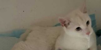 ¡Insólito! Hombre 'casi mata' a una gata luego de violarla en Chile