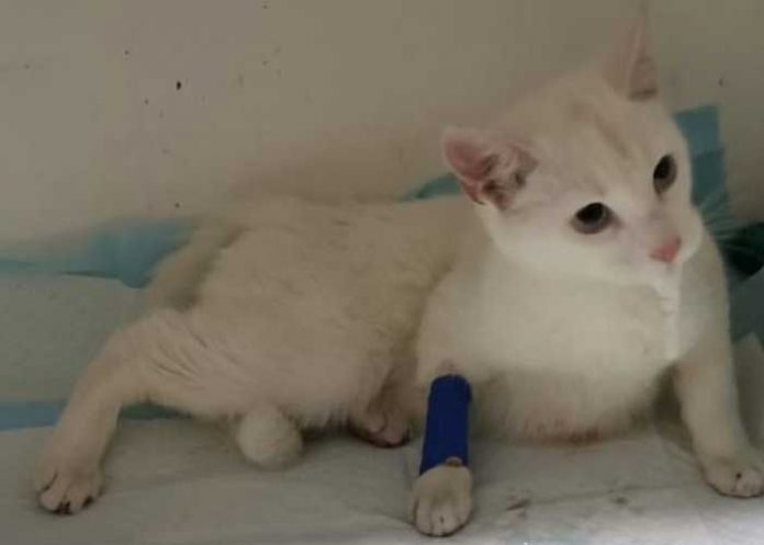 1 ¡Insólito! Hombre 'casi mata' a una gata luego de violarla en Chile