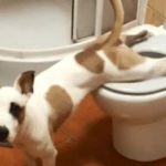 ¡Inteligente! Perro se vuelve viral por orinar en la taza del inodoro ¡Inteligente! Perro se vuelve viral por orinar en la taza del inodoro