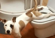 ¡Inteligente! Perro se vuelve viral por orinar en la taza del inodoro ¡Inteligente! Perro se vuelve viral por orinar en la taza del inodoro