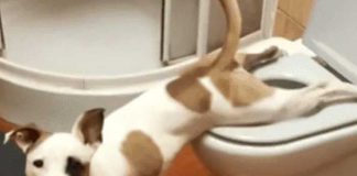 ¡Inteligente! Perro se vuelve viral por orinar en la taza del inodoro