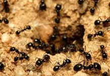 Hay al menos 20 billones de hormigas en la Tierra, según científicos Hay al menos 20 billones de hormigas en la Tierra, según científicos