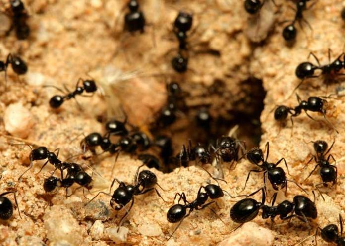 Hay al menos 20 billones de hormigas en la Tierra, según científicos