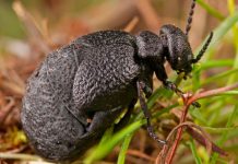 Científicos encuentran una nueva especie de escarabajo con potente veneno Científicos encuentran una nueva especie de escarabajo en España