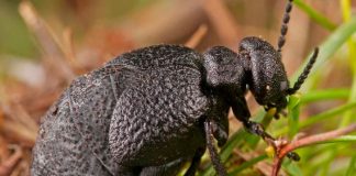Científicos encuentran una nueva especie de escarabajo en España