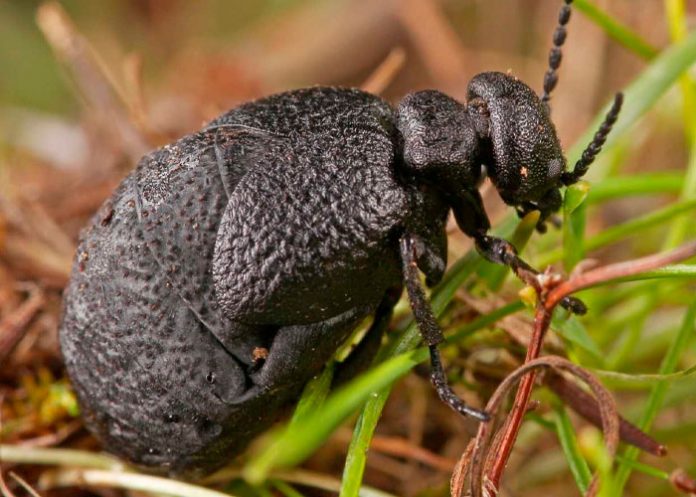 Científicos encuentran una nueva especie de escarabajo en España