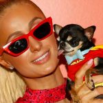 ¡10 mil dólares! Paris Hilton dará recompensa por hallar a su perro ¡10 mil dólares! Paris Hilton dará recompensa por hallar a su perro