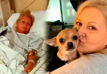 De urgencia al hospital: Perrita Chihuahua defecó en su boca mientras dormía De urgencia al hospital: Perrita Chihuahua defeca en su cara mientras duerme