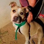 Perra pitbull alerta a su dueña salvándola de morir en un incendio Perra pitbull alerta a su dueña salvándola de morir en un incendio