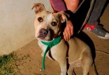 Perra pitbull alerta a su dueña salvándola de morir en un incendio Perra pitbull alerta a su dueña salvándola de morir en un incendio