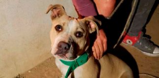 Perra pitbull alerta a su dueña salvándola de morir en un incendio