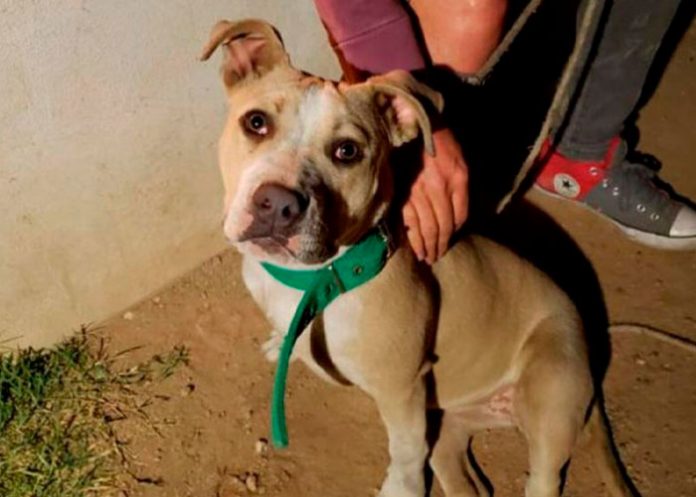 1 Perra pitbull alerta a su dueña salvándola de morir en un incendio