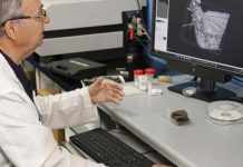 ¡De 35 millones de años! Encuentran raro insecto atrapado en ámbar