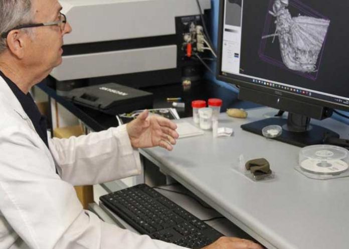 ¡De 35 millones de años! Encuentran raro insecto atrapado en ámbar