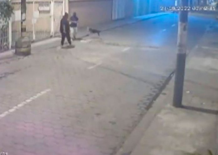 Perrito defiende a hombre de un asalto en Ecuador
