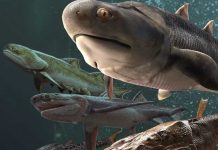 Gracias a unos fósiles de peces se "podrá aclarar la evolución del humano"