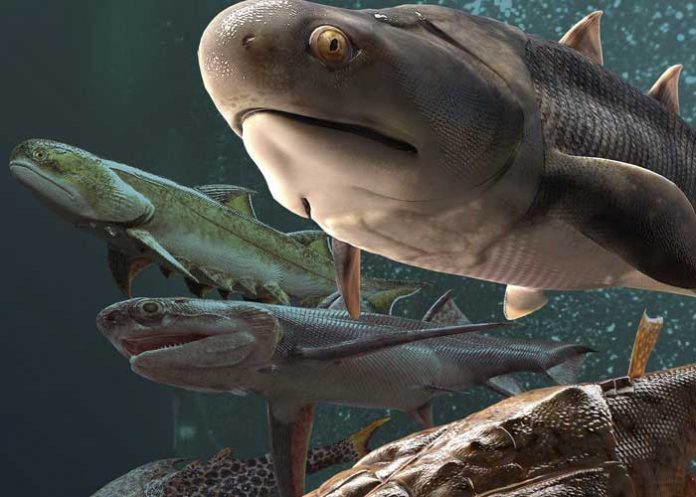 1 Gracias a unos fósiles de peces se