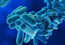 Qué es la Legionella y cómo prevenir esta bacteria Qué es la Legionella y cómo prevenir esta bacteria