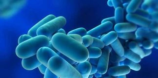 Qué es la Legionella y cómo prevenir esta bacteria