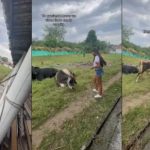 "No le pidió permiso": Vaca persigue a una mujer luego de tomarle fotos