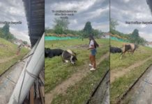 «No le pidió permiso»: Vaca persigue a mujer luego de tomarle fotos "No le pidió permiso": Vaca persigue a una mujer luego de tomarle fotos