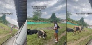 "No le pidió permiso": Vaca persigue a una mujer luego de tomarle fotos