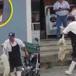 ¡VIDEO! Carnicero dispara a un perrito que había entrado a su local ¡VIDEO! Carnicero dispara a un perrito que había entrado a su local