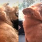 Con lujo y todo: Pasean un león africano por las calles de Chiapas, México