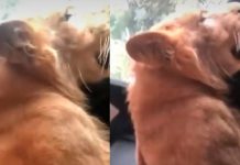 Con lujo y todo: Pasean un león africano por las calles de Chiapas, México
