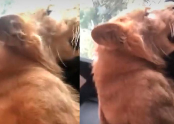 Con lujo y todo: Pasean un león africano por las calles de Chiapas, México
