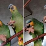 ¡Expandiendo el menú! Loros son captados comiendo patas de pollo