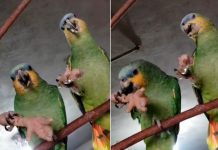 ¡Expandiendo el menú! Loros son captados comiendo patas de pollo