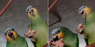 ¡Expandiendo el menú! Loros son captados comiendo patas de pollo